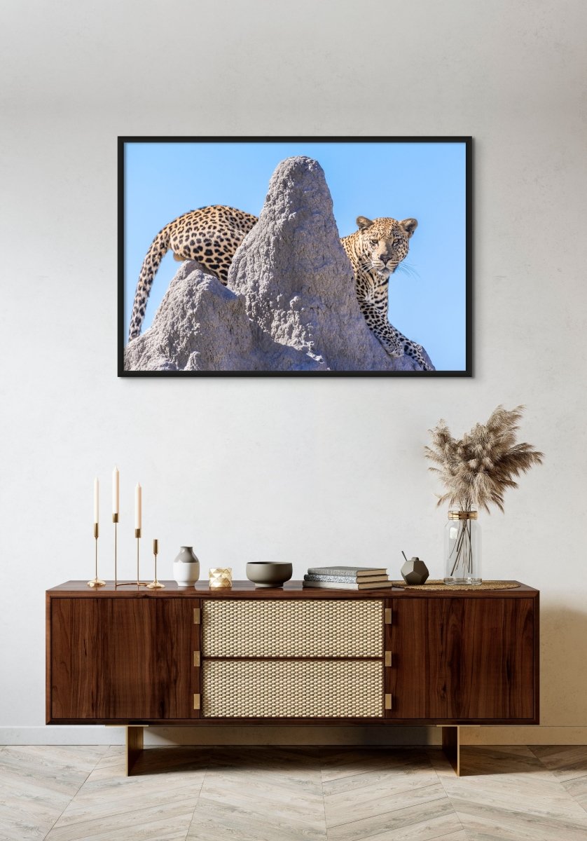 LEOPARD LOOKOUT - Fine Art Print - Limited edition - Wall art - African Wildlife Photography