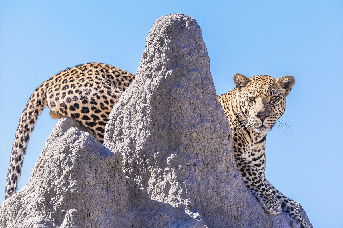 LEOPARD LOOKOUT - Fine Art Print - Limited edition - Wall art - African Wildlife Photography