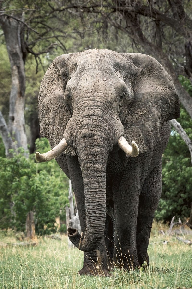 MAJESTIC MUSTH - Fine Art Print - Limited edition - Wall art - African Wildlife Photography