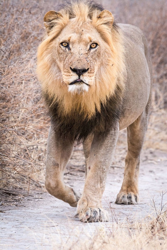 ON PATROL - Fine Art Print - Limited edition - Wall art - African Wildlife Photography