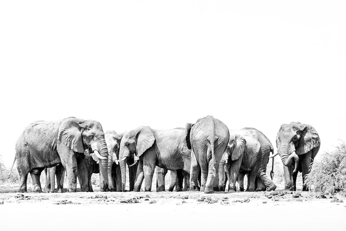 ORGANISED CHAOS - Fine Art Print - Limited edition - Wall art - African Wildlife Photography