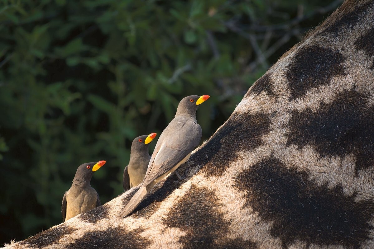 PARASITE PATROL - Fine Art Print - Limited edition - Wall art - African Wildlife Photography