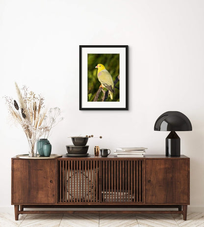 PIGEON JEWELS-Fine Art Print - Limited edition - Wall art - African Wildlife Photography