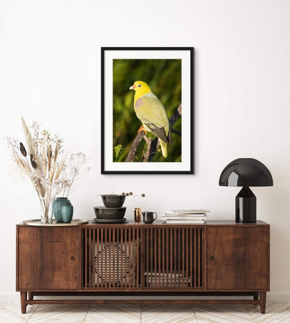 PIGEON JEWELS-Fine Art Print - Limited edition - Wall art - African Wildlife Photography