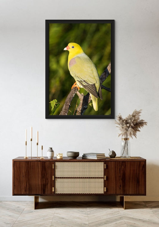 PIGEON JEWELS-Fine Art Print - Limited edition - Wall art - African Wildlife Photography