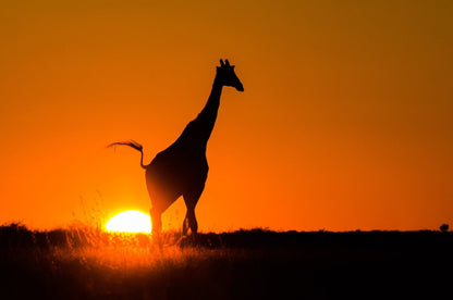 A SUNSET TAIL - wildlife wall art print for home decor