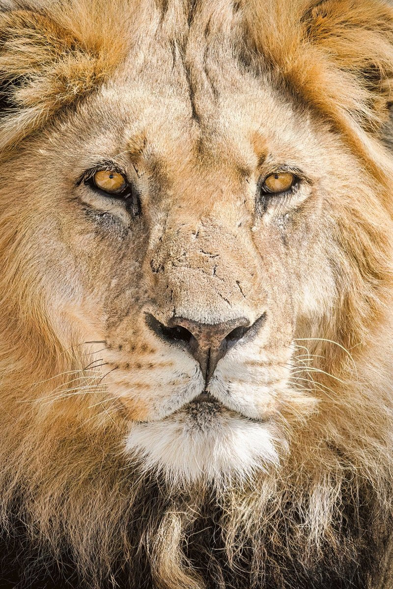 ROYALTY - Fine Art Print - Limited edition - Wall art - African Wildlife Photography