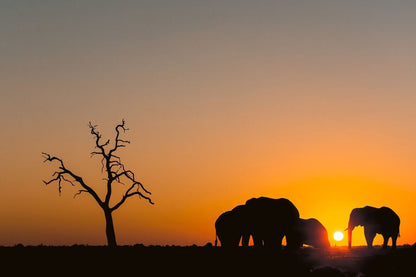 SAVUTI SUNDOWNER - Fine Art Print - Limited edition - Wall art - African Wildlife Photography