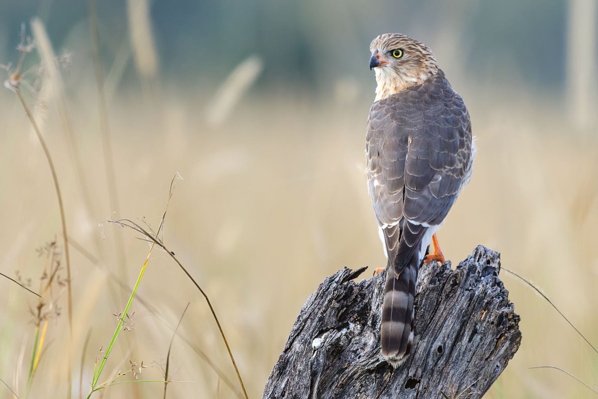 SPARROW HAWK KING - Fine Art Print - Limited edition - Wall art - African Wildlife Photography