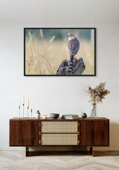 SPARROW HAWK KING - Fine Art Print - Limited edition - Wall art - African Wildlife Photography