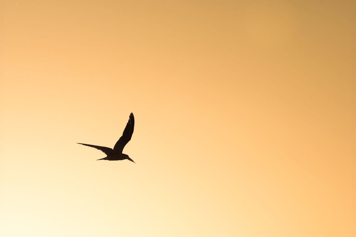 SUNSET SKIMMER - Fine Art Print - Limited edition - Wall art - African Wildlife Photography