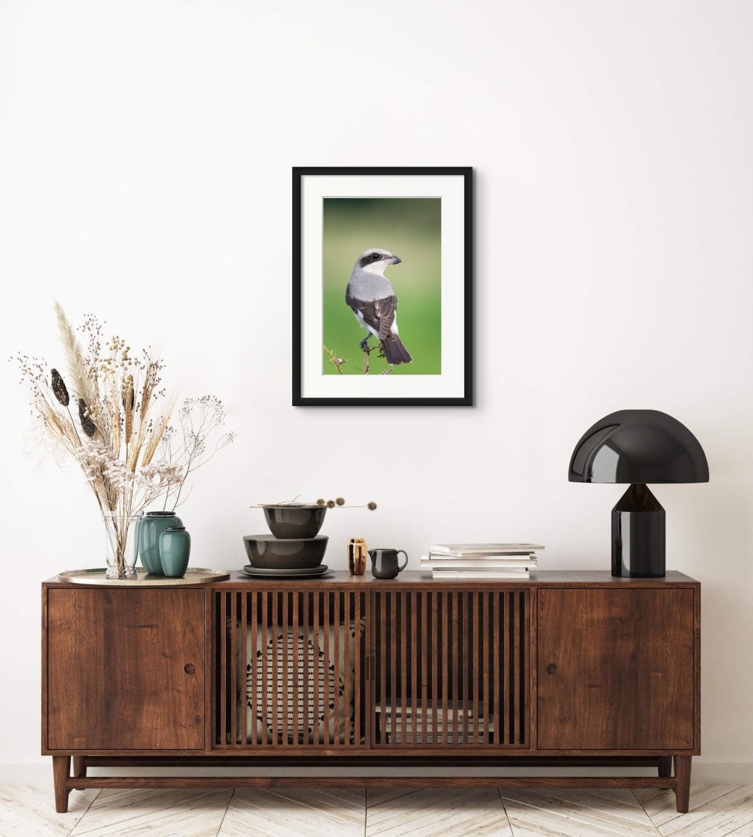 SUPER SHRIKE - Fine Art Print - Limited edition - Wall art - African Wildlife Photography