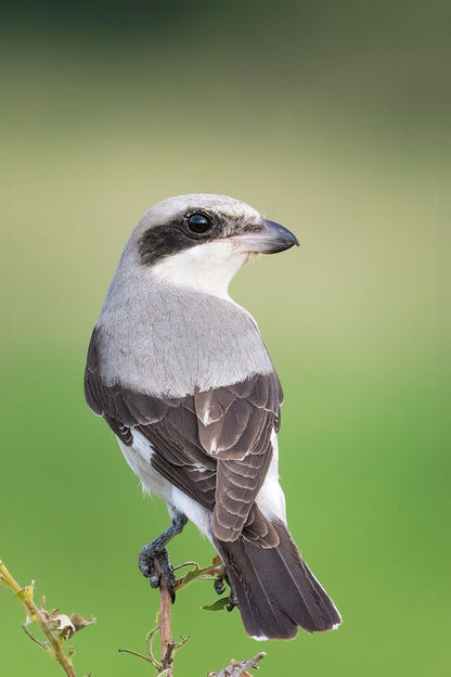 SUPER SHRIKE - Fine Art Print - Limited edition - Wall art - African Wildlife Photography