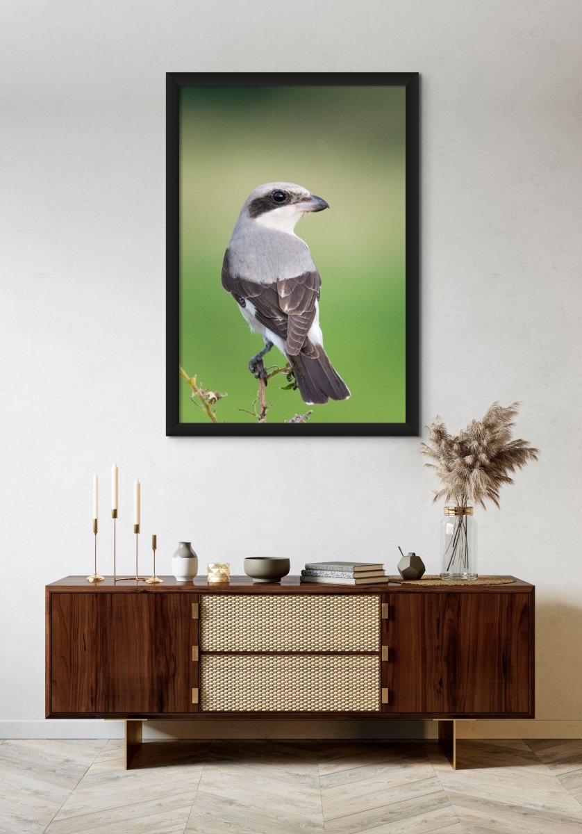 SUPER SHRIKE - Fine Art Print - Limited edition - Wall art - African Wildlife Photography