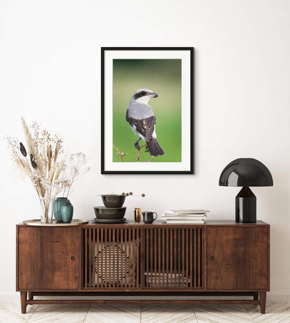 SUPER SHRIKE - Fine Art Print - Limited edition - Wall art - African Wildlife Photography