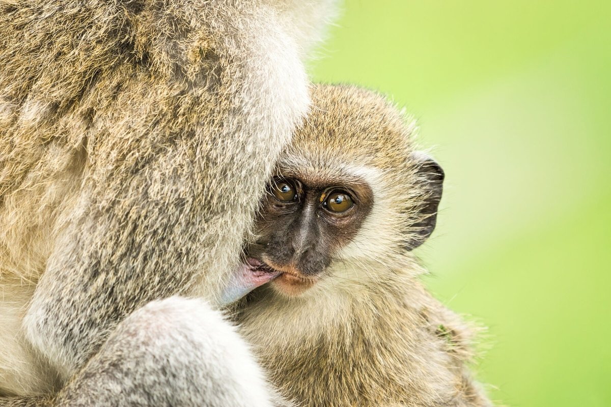 TENDERNESS - Fine Art Print - Limited edition - Wall art - African Wildlife Photography