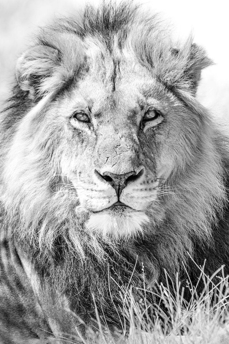 THE CONQUERER - Fine Art Print - Limited edition - Wall art - African Wildlife Photography