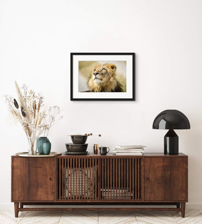 THE DREAMER - Fine Art Print - Limited edition - Wall art - African Wildlife Photography