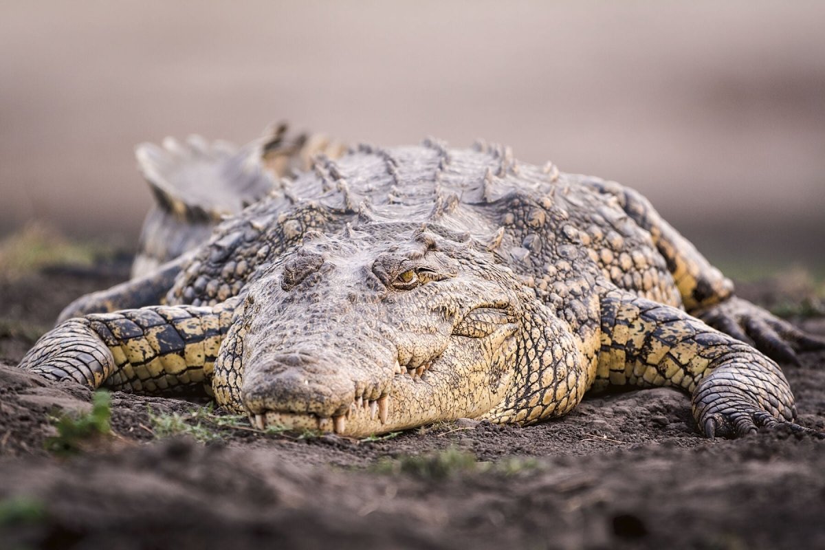 THE NILE SMILE - Fine Art Print - Limited edition - Wall art - African Wildlife Photography