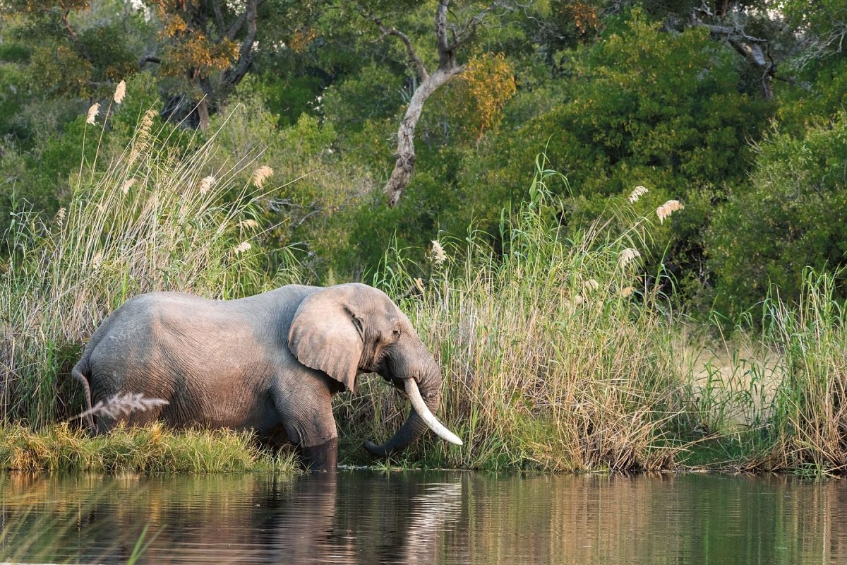 TUSKER - Fine Art Print - Limited edition - Wall art - African Wildlife Photography